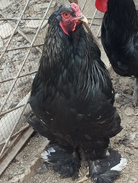 Хурозла сотилади.Брама кора.