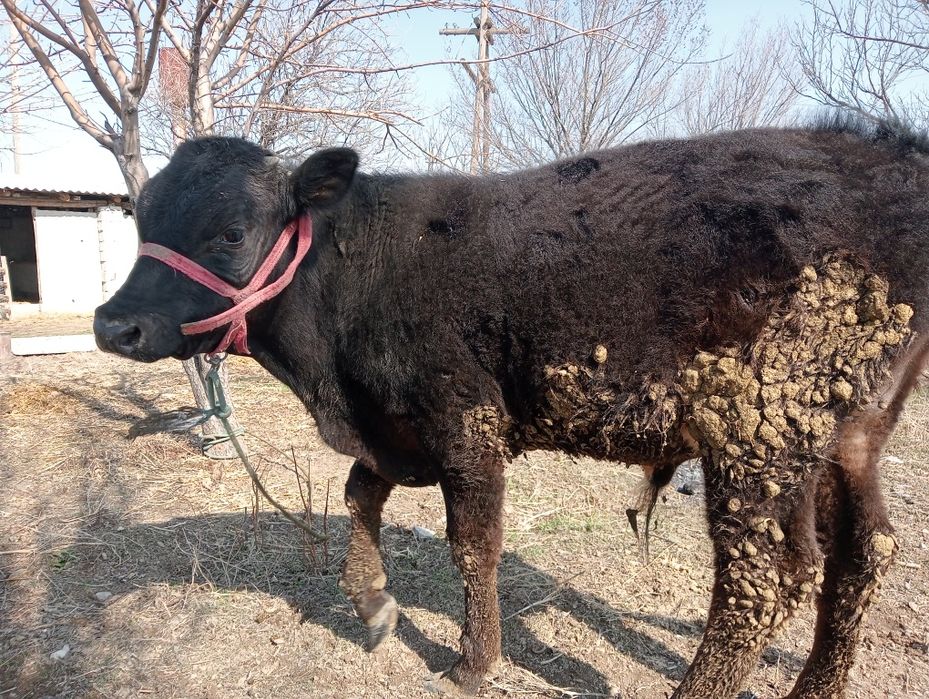 Бұқа сатылады қызыққандар болса