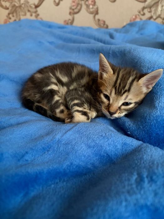 Продам бенгальских котят