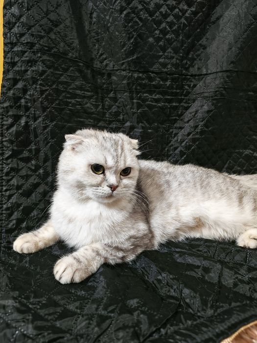 Scotish fold Продаются мама с котёнокм  100$