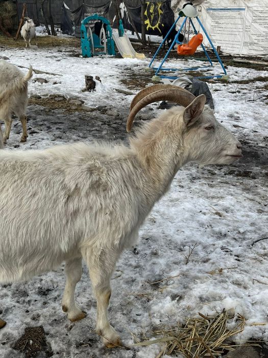 Срочно!!! Дойная зааненская коза