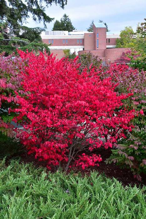 Oгнен храст - Euonymus alatus  Студоустойчив
