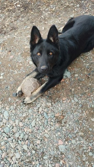 Продам.Немецкую овчаркау