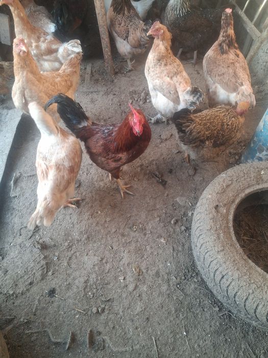 Кораздар сатылады