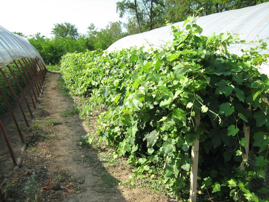 Продава се Къща в с. Поликраище, Област Велико Търново - 5718 кв.м за 9 €/кв.м - Снимка #4