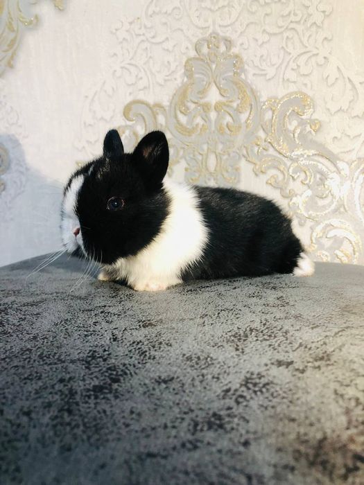 Karlikoviy quyonlar sotiladi