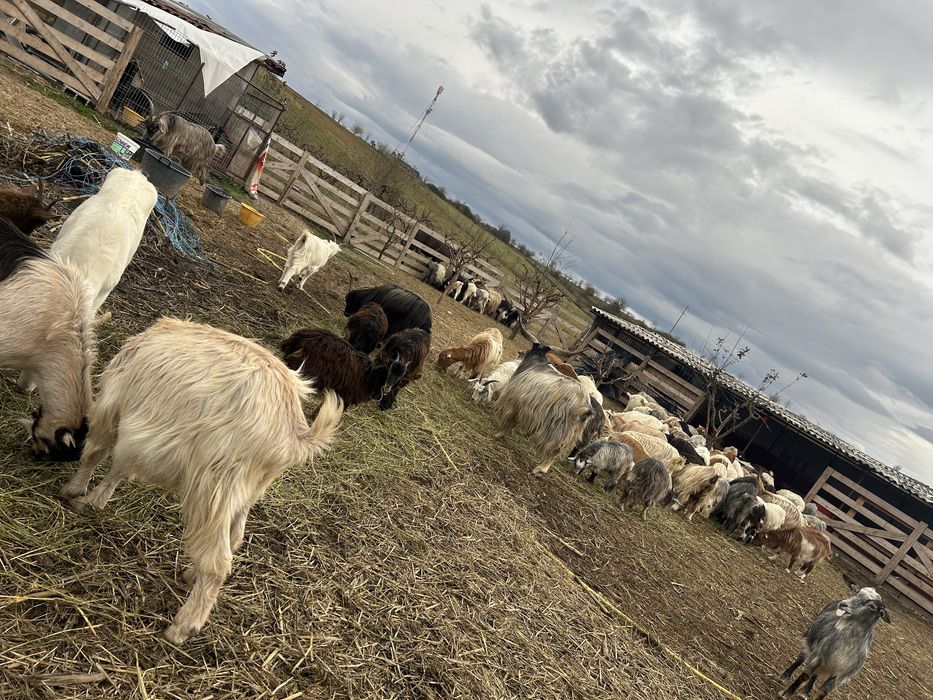 Vand Capre de rasa pret negociabil