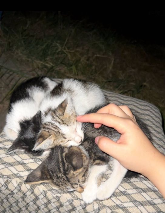 Маленькая Кошка Отдам даром