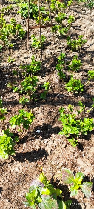 Продам цветы комнатные и садовые