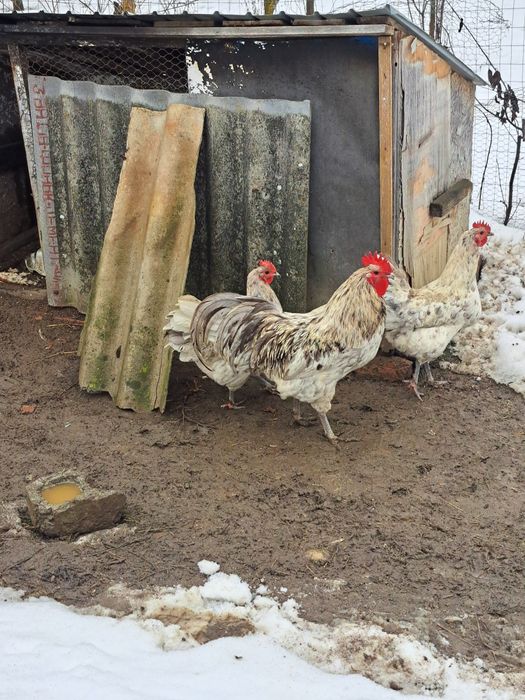 Vând gaini australorp