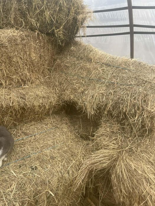 Baloti de iarba  de vânzare