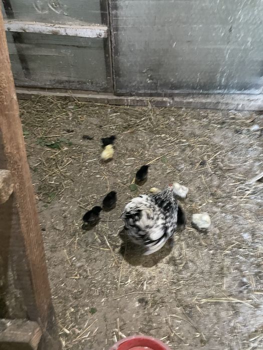 Vand closti cu pui si closti puse pe oua.