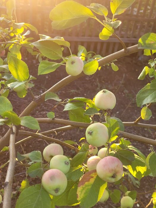 Продам дачу сад Березка