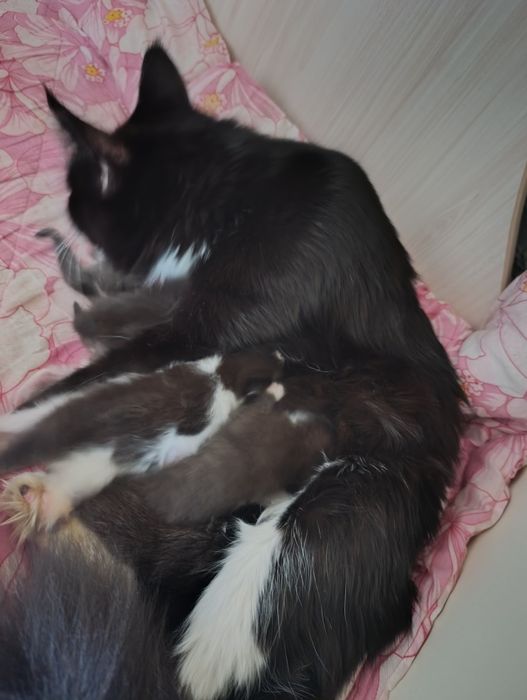 Продам мейн-кунов котят помесь