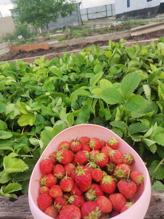 Продам дом одного хозяина.