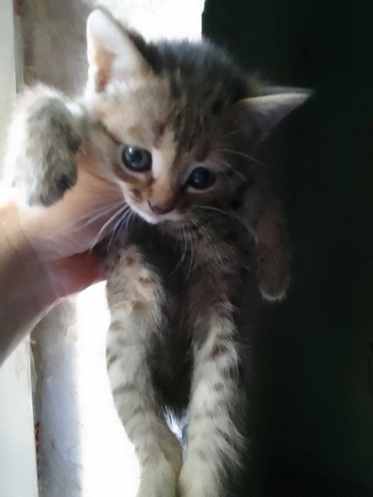 Отдам даром котят