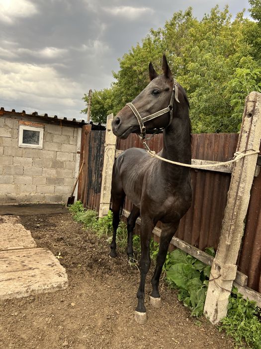 5 жасар айгыр сатылады