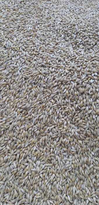 Vând cereale: porumb, grâu, orz, mazăre