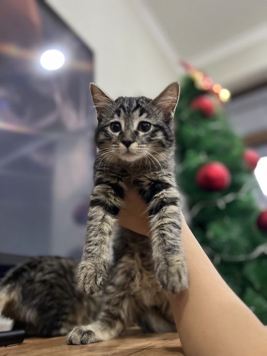 Продаются котята!