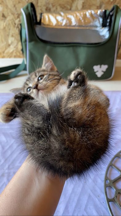 Продам котят пародистые