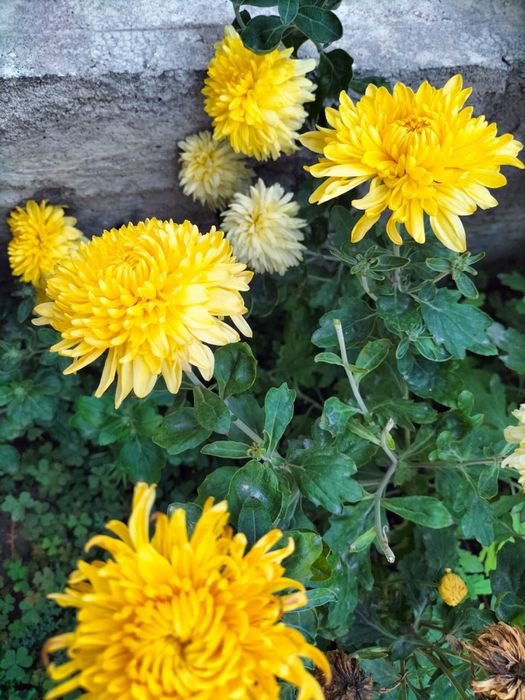 Продам садовые цветы (Байсерке)