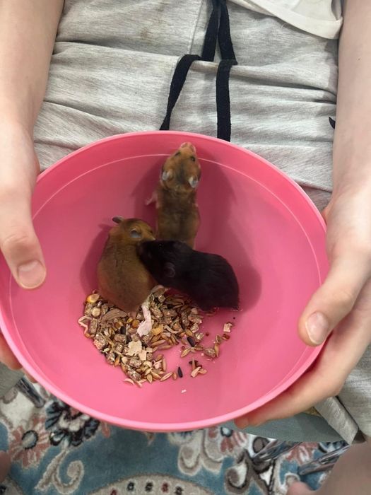 Хомяки  сирийские