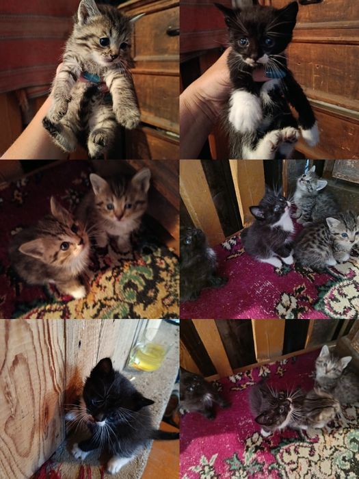Отдам котят, в очень добрые руки.