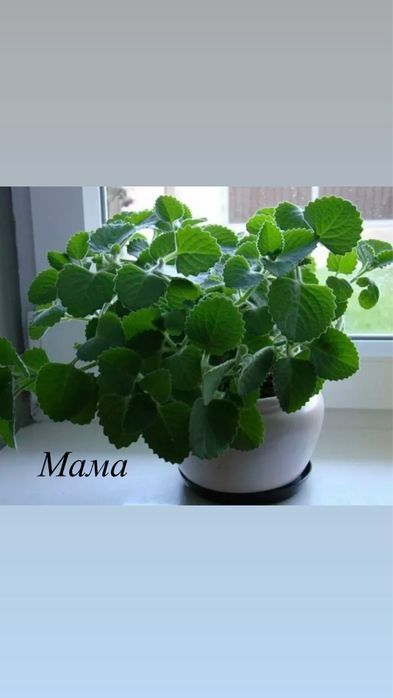 Комнатная Мята(Плектрантус Войлочный)