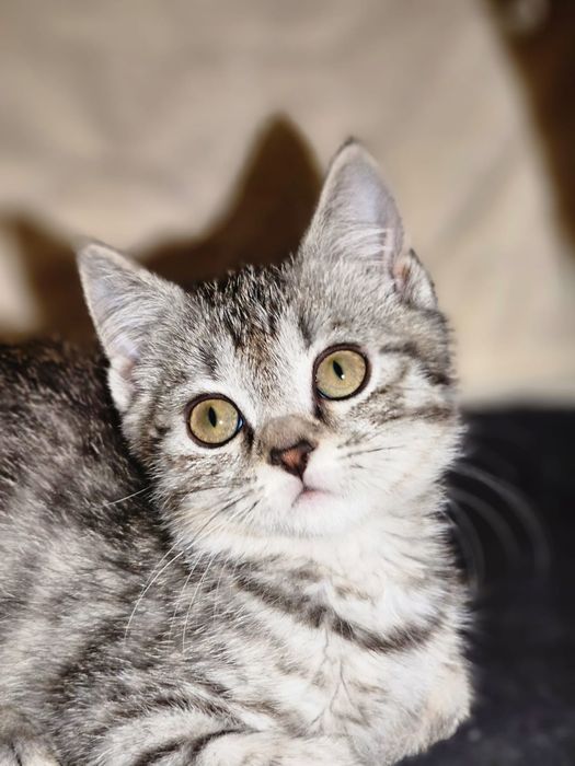 Продаётся шотландский кот