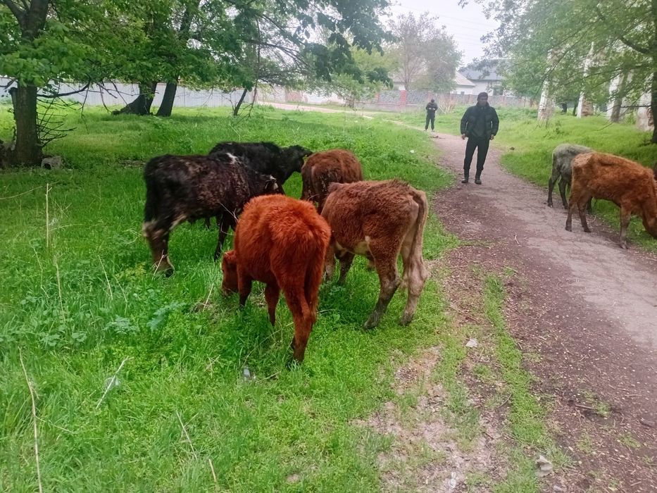 15 бас еркек бузау сатылады