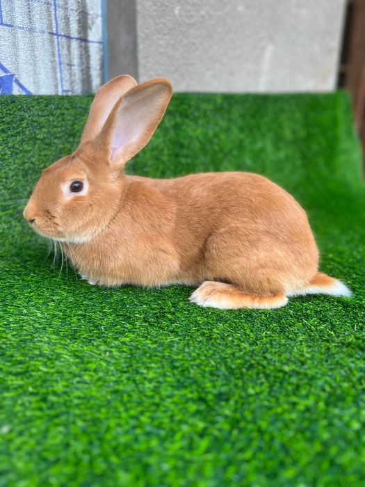 Бургундия қуёнлар