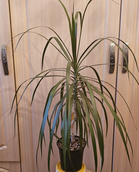 Комнатные  цветы