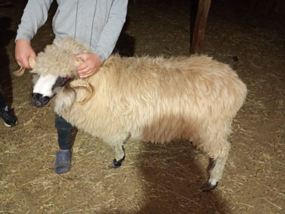 Miori de vânzare 1500lei/bucată