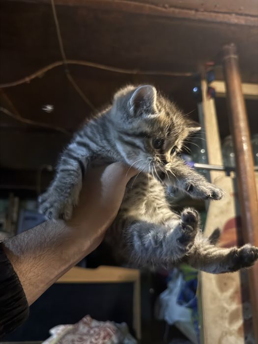 Продам     котят