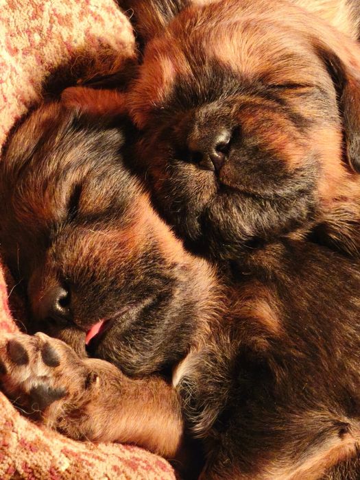 Шикарные детки Тибетского Мастифа от шикарных родителей