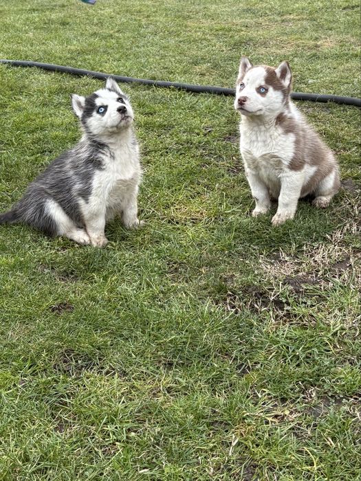 Husky siberian superb