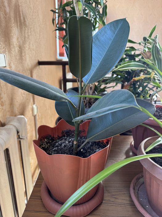 Цветы в офис, для дома