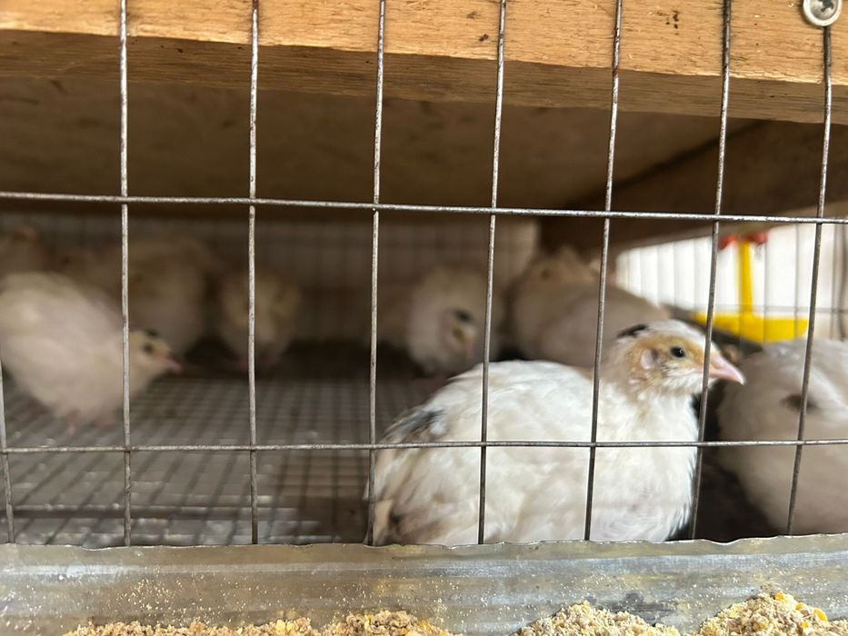 Бодене, Перепелка