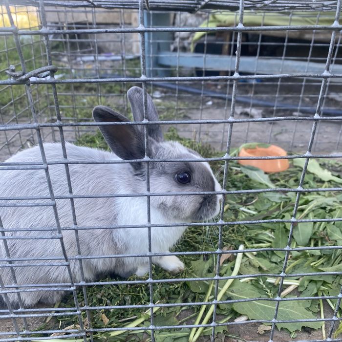 Продаётся дикаративная Крольчиха