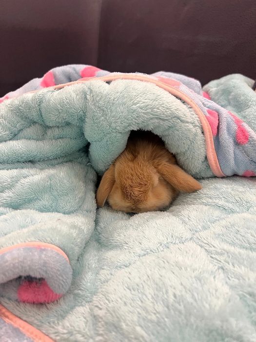 Oddiy sovg‘alardan charchadingizmi?