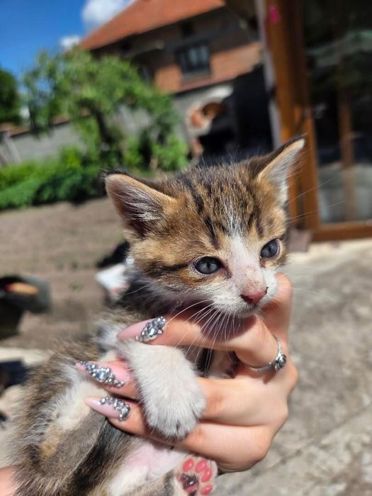 Подарявам котета