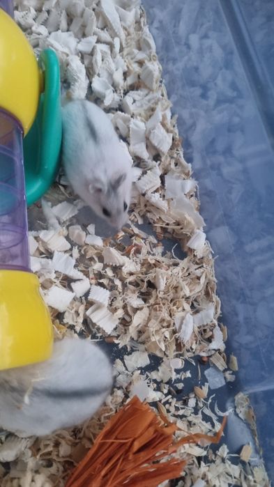 Donam hamsteri pitici pui 4saptamani