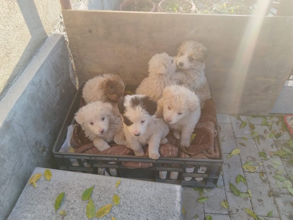 Donez 6 pui de catei