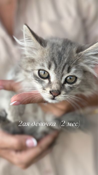 Отдаем котят бесплатно, 3 месяца