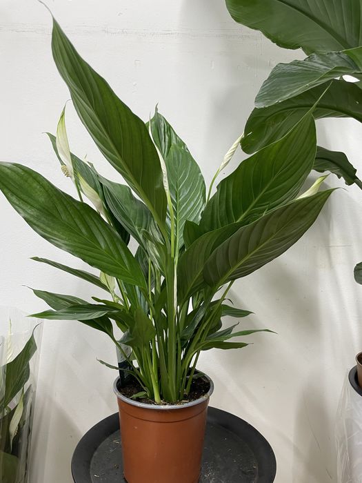 Цветы Спатифиллум (женское счастье)