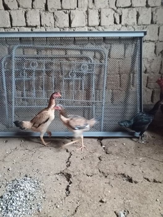 Тауык кораздар сатылады