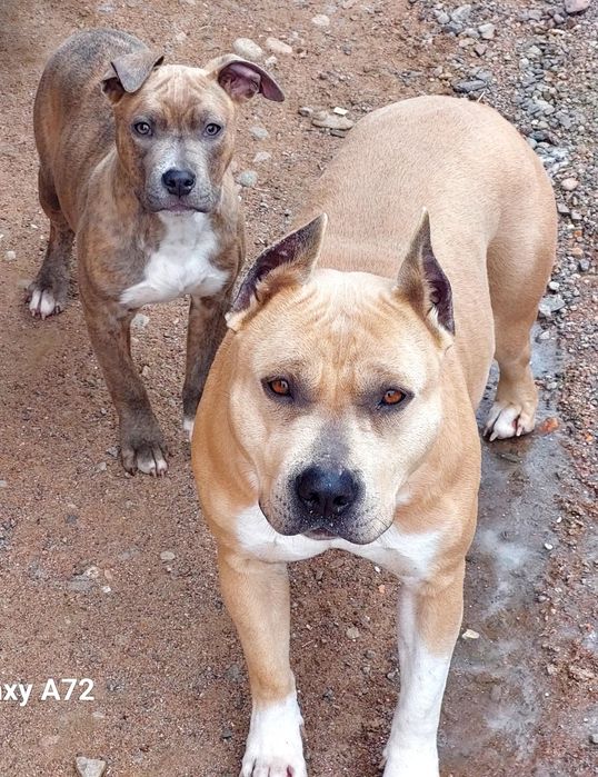 Продаются щенки Стаффорда АСТ