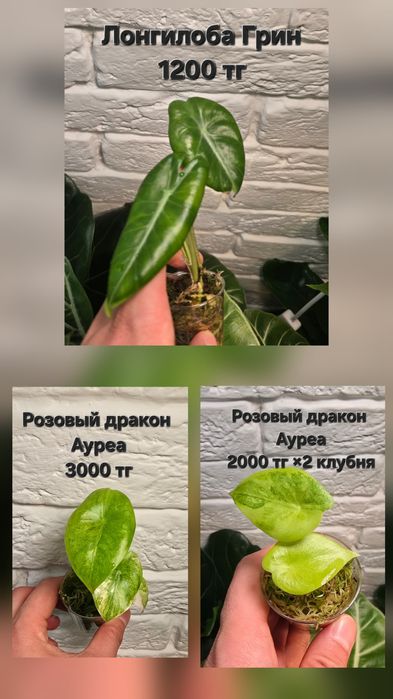 Алоказии разных сортов