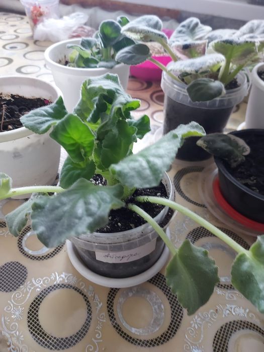 Фиалка сорт Айседора