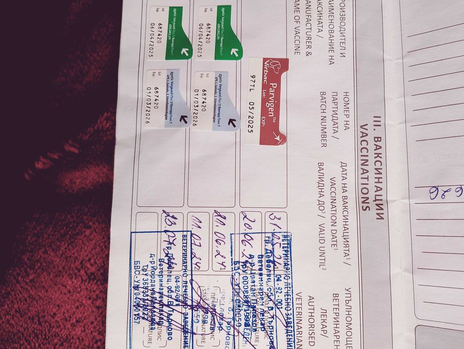 Продава се Сладко и послушно Айки